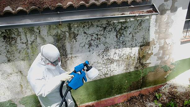 Top rated local Mold Remediation specialists in Hastings, MI
